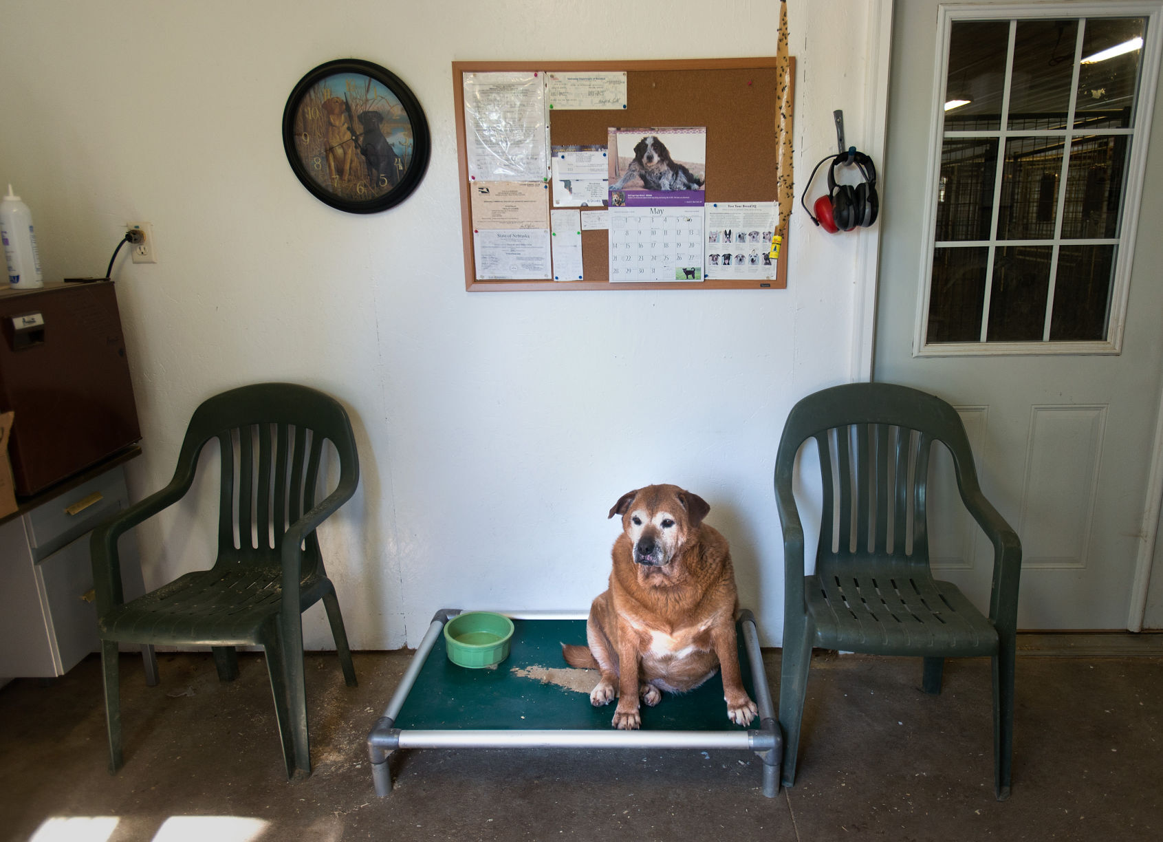 12 Hills Dog Rescue